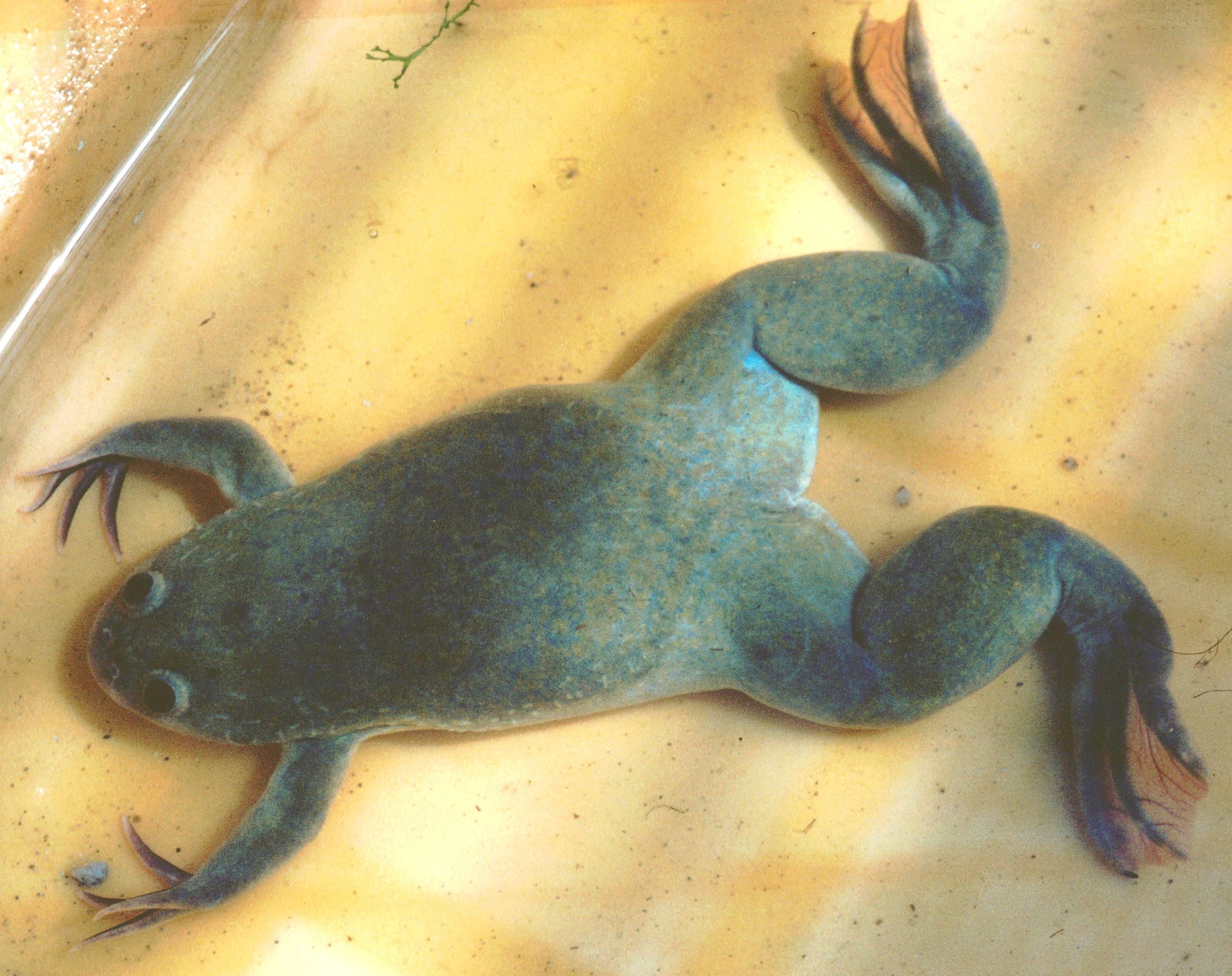 Animals That Start With X