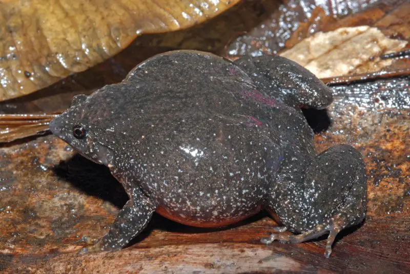 Animals That Start With X