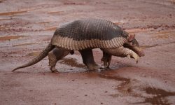 30 Animals That Start With X (With Pictures and Names)