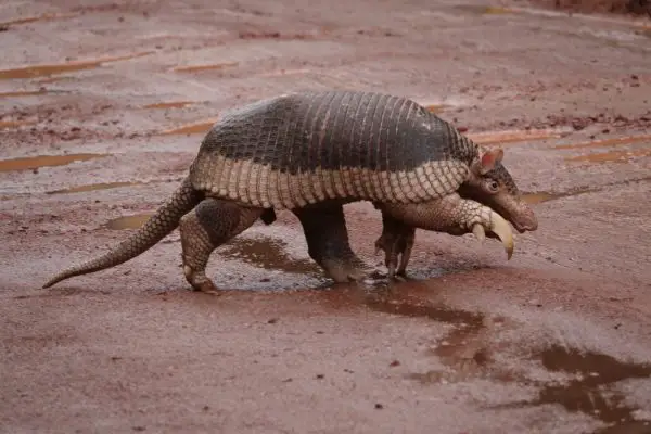 Animals That Start With X