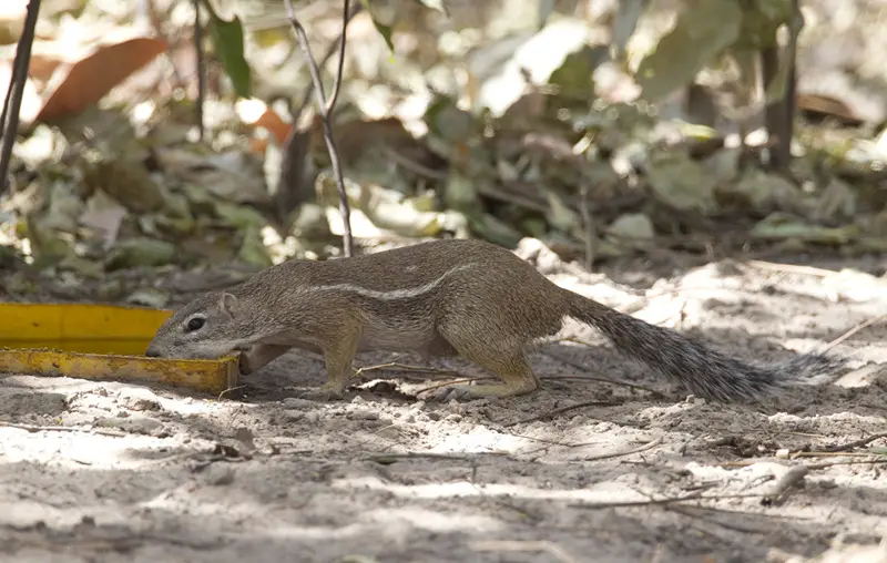 Types of Squirrel