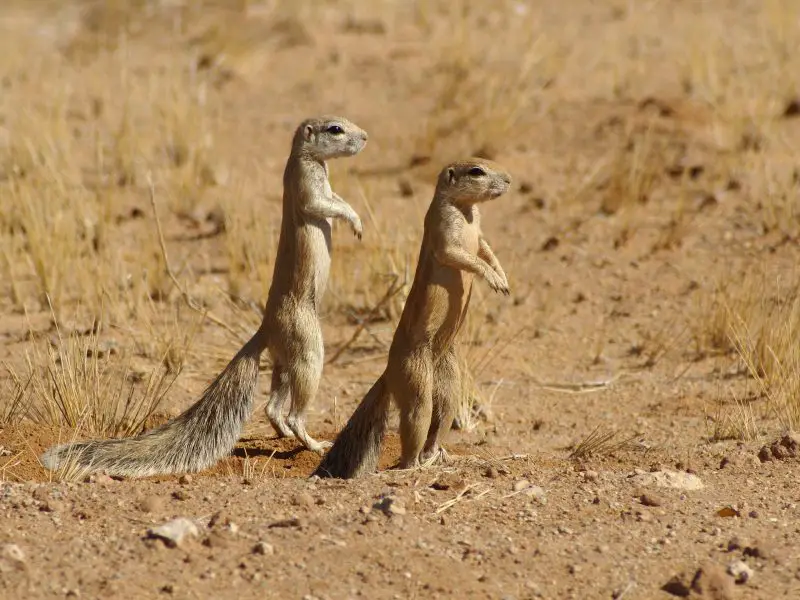Types of Squirrel