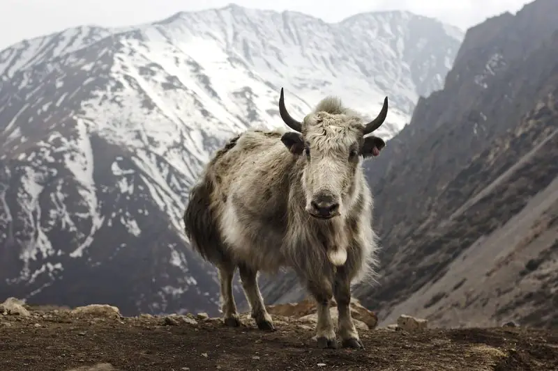 Animals That Start With Y