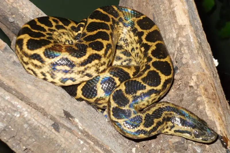 Animals That Start With Y