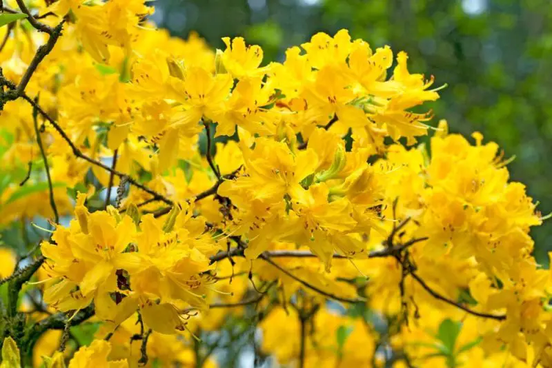shrubs with yellow flowers