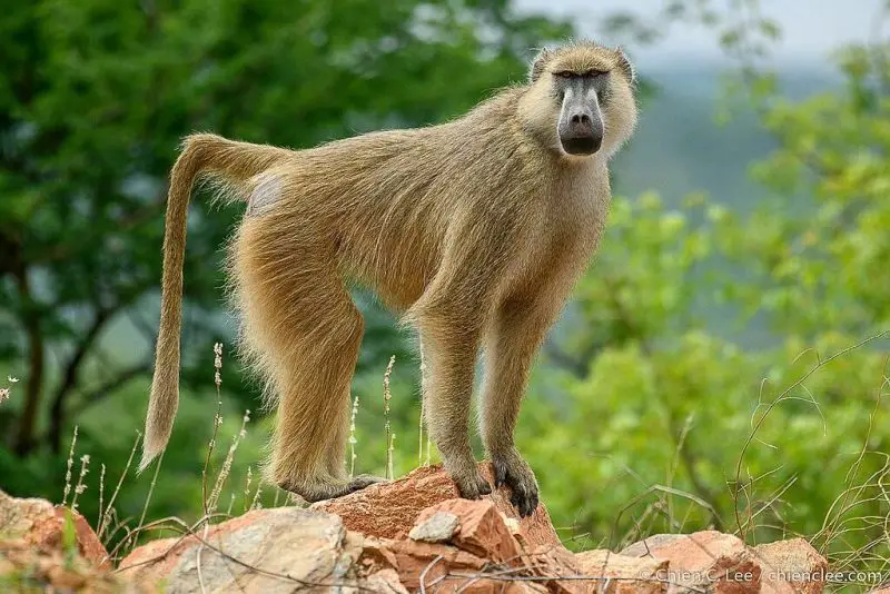 Animals That Start With Y