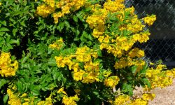 35 Shrubs with Yellow Flowers (Pictures and Identification)