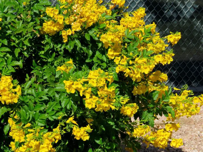 shrubs with yellow flowers