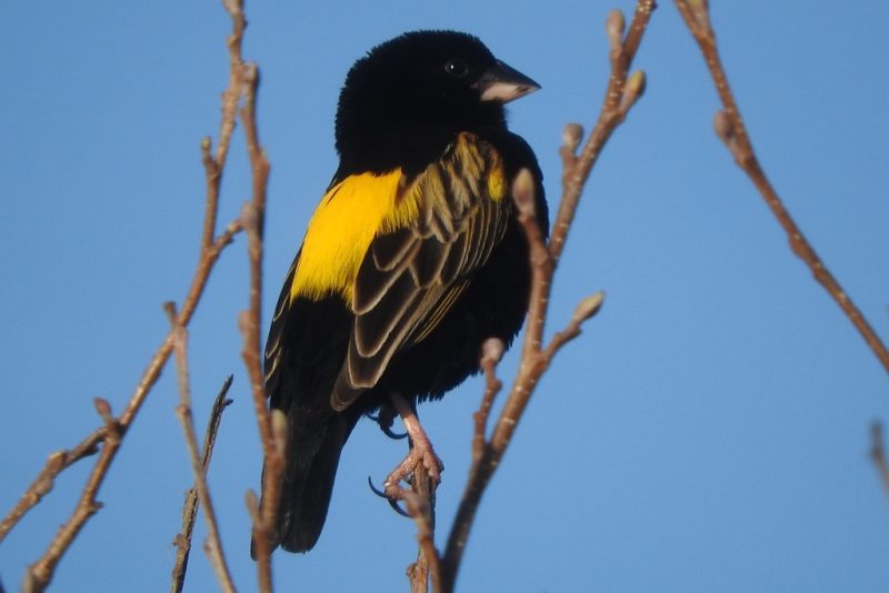 Yellow Birds With Black Wings