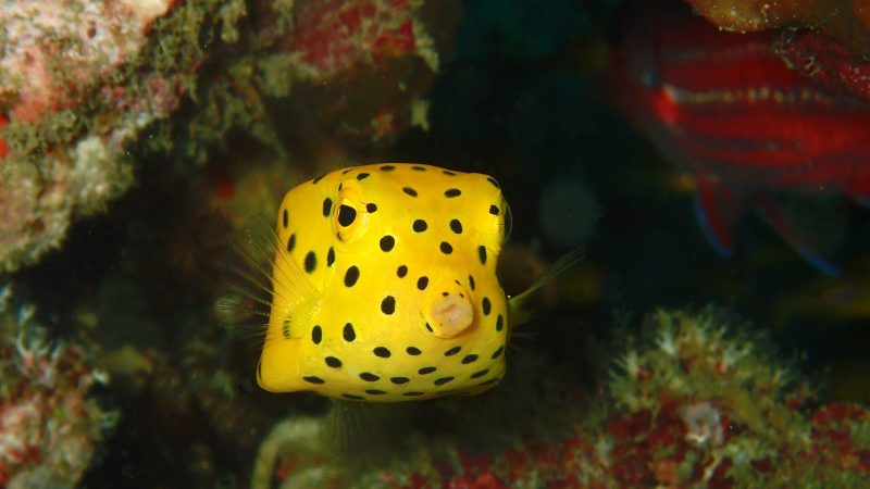 Animals That Start With Y