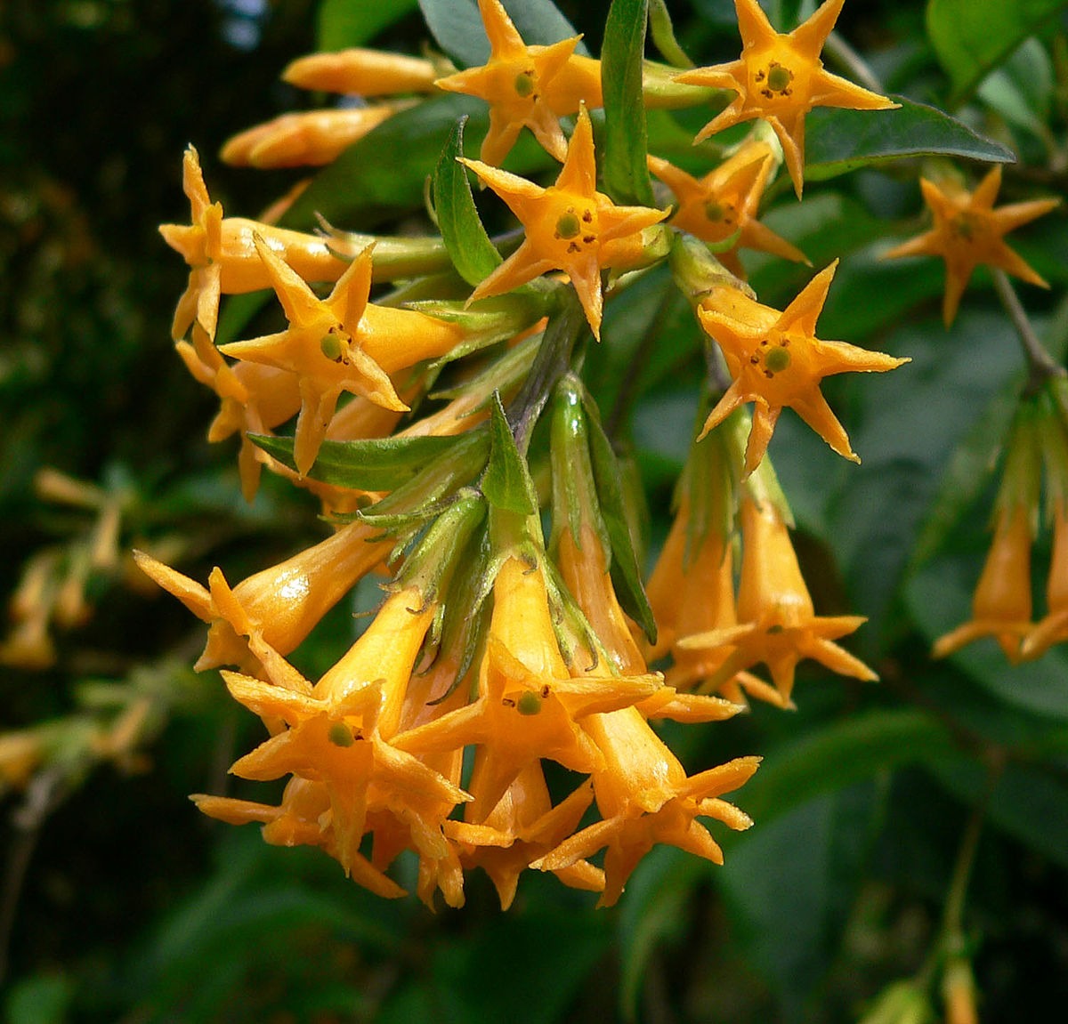 shrubs with yellow flowers