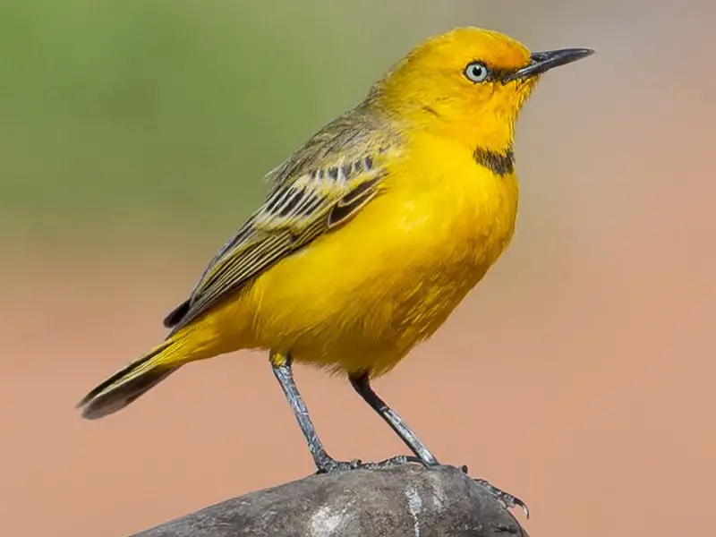 Animals That Start With Y