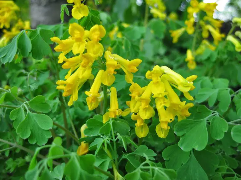 Weeds with Yellow Flowers