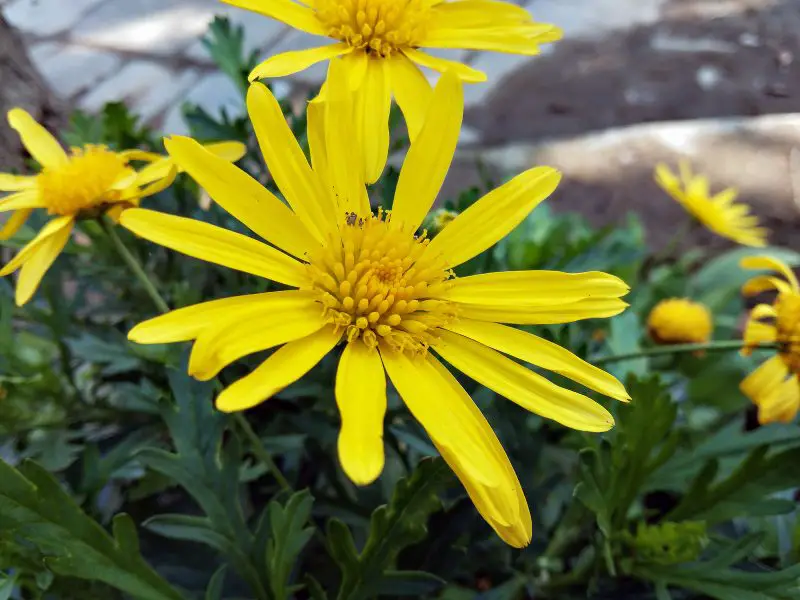 Types of Daisy Plants