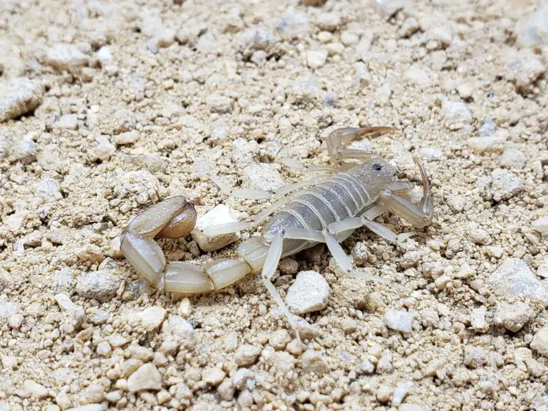 Types of Scorpions in Arizona