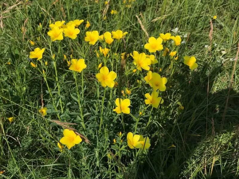 Weeds with Yellow Flowers