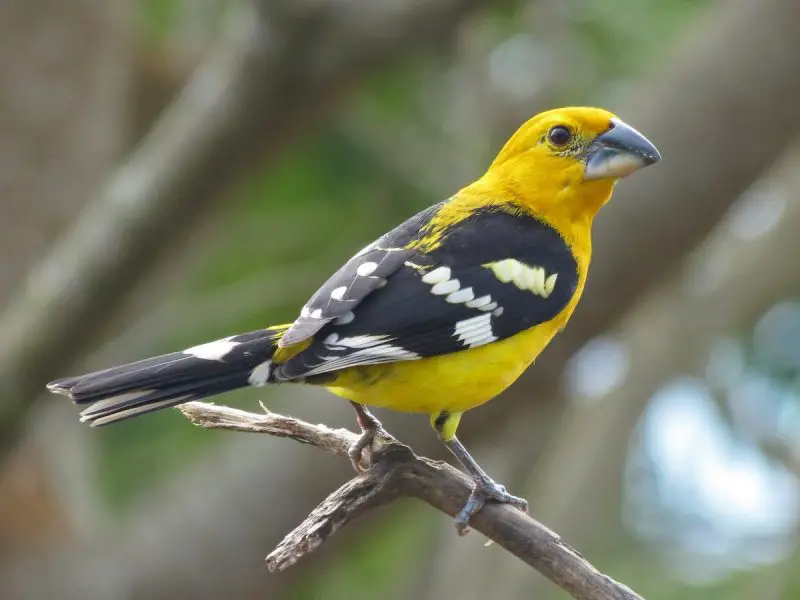 Yellow Birds With Black Wings