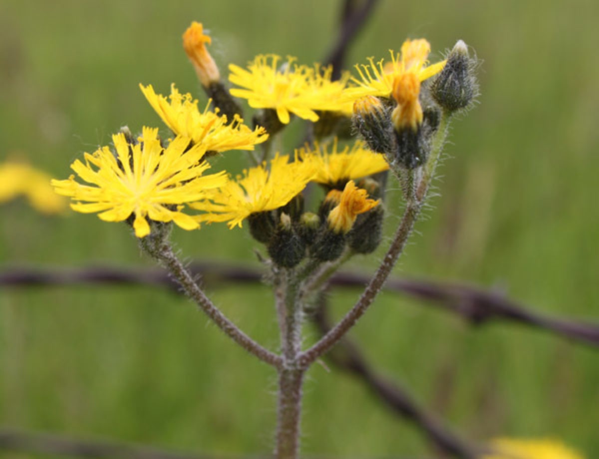 Weeds with Yellow Flowers
