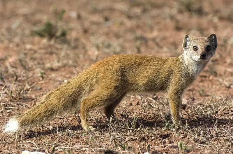 Animals That Start With Y