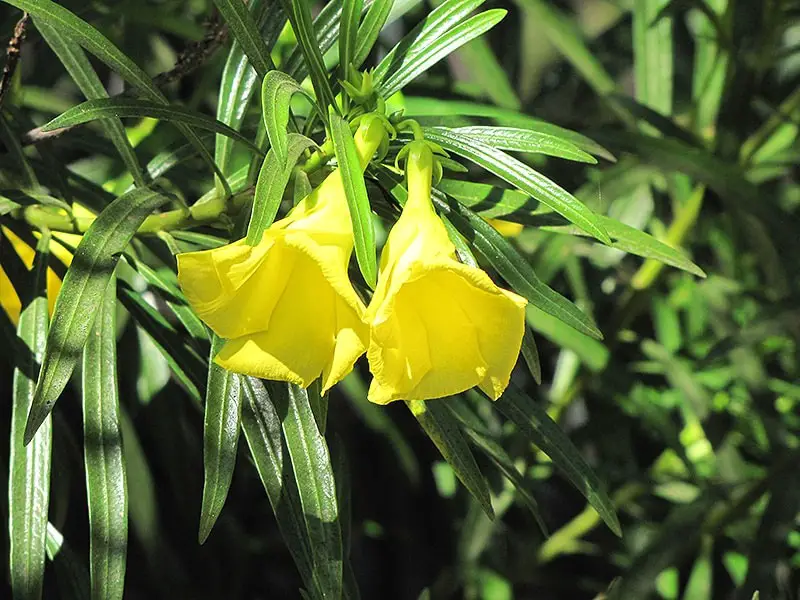 shrubs with yellow flowers
