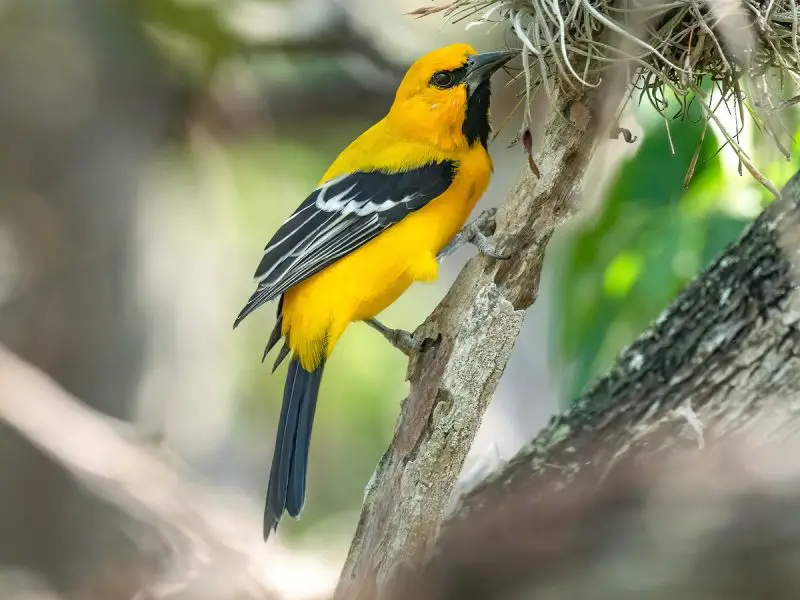 Yellow Birds With Black Wings