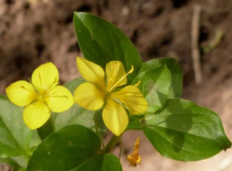 Weeds with Yellow Flowers