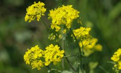 40 Weeds with Yellow Flowers (Pictures and Identification)