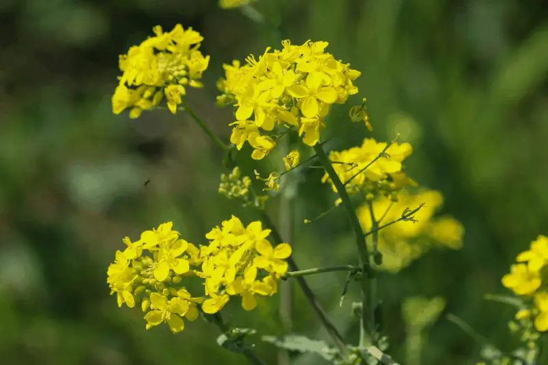 Weeds with Yellow Flowers