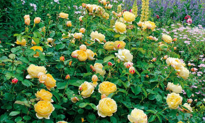 shrubs with yellow flowers