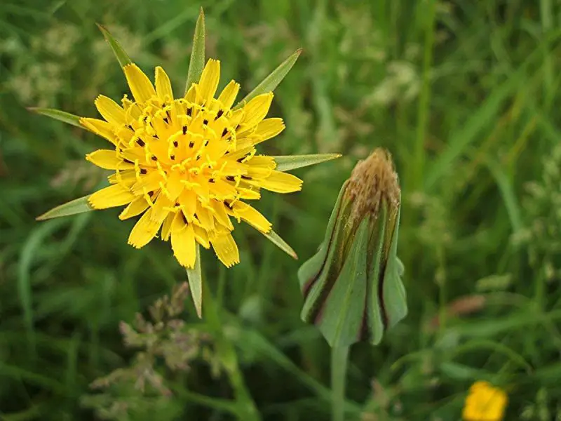 Weeds with Yellow Flowers