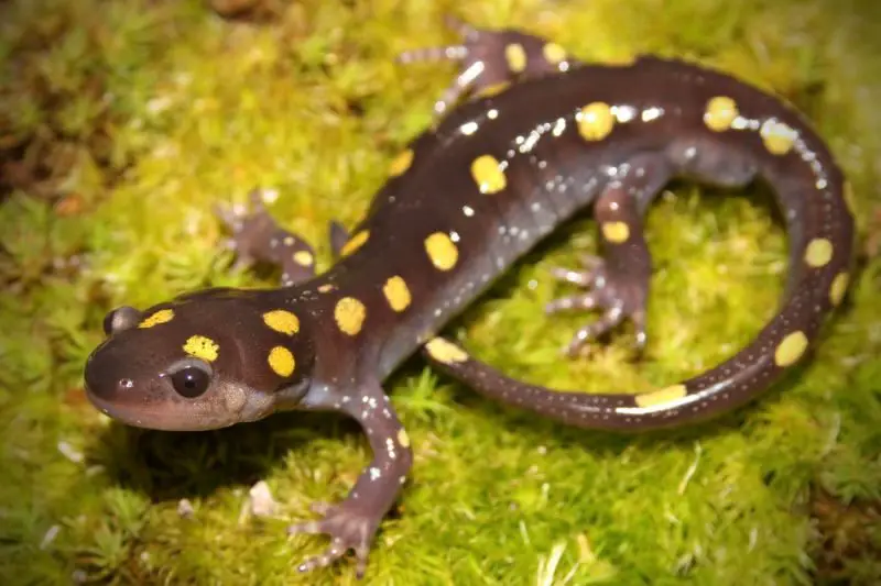 Animals That Start With Y