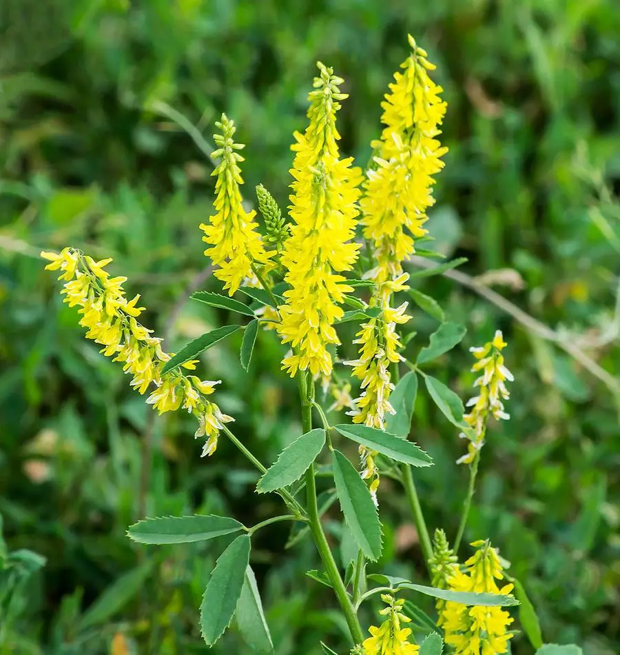 Weeds with Yellow Flowers