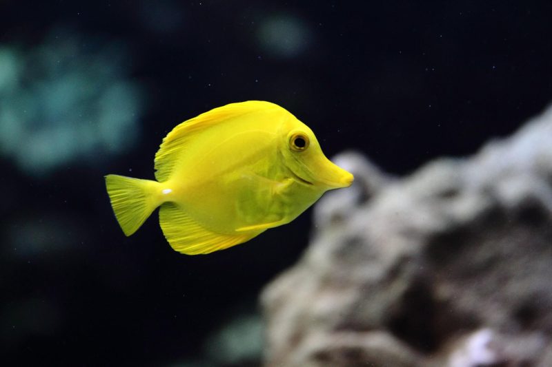 Animals That Start With Y