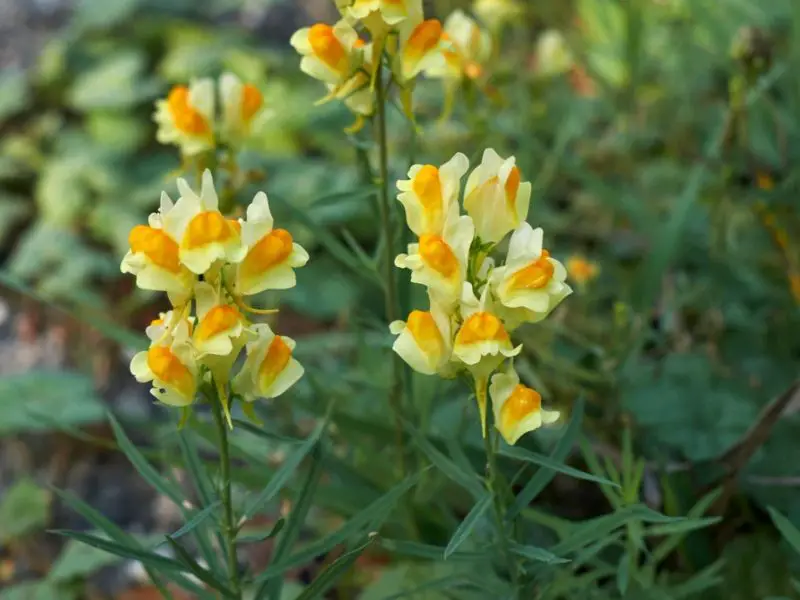 Weeds with Yellow Flowers