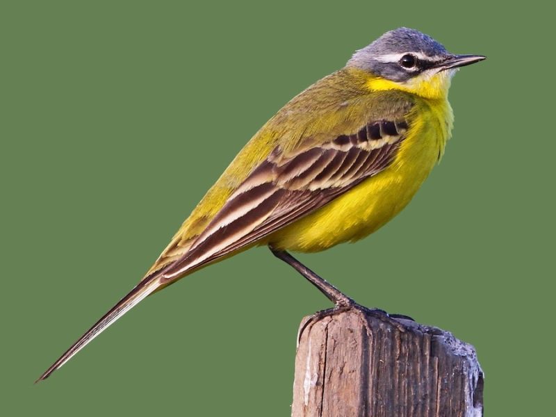 Animals That Start With Y