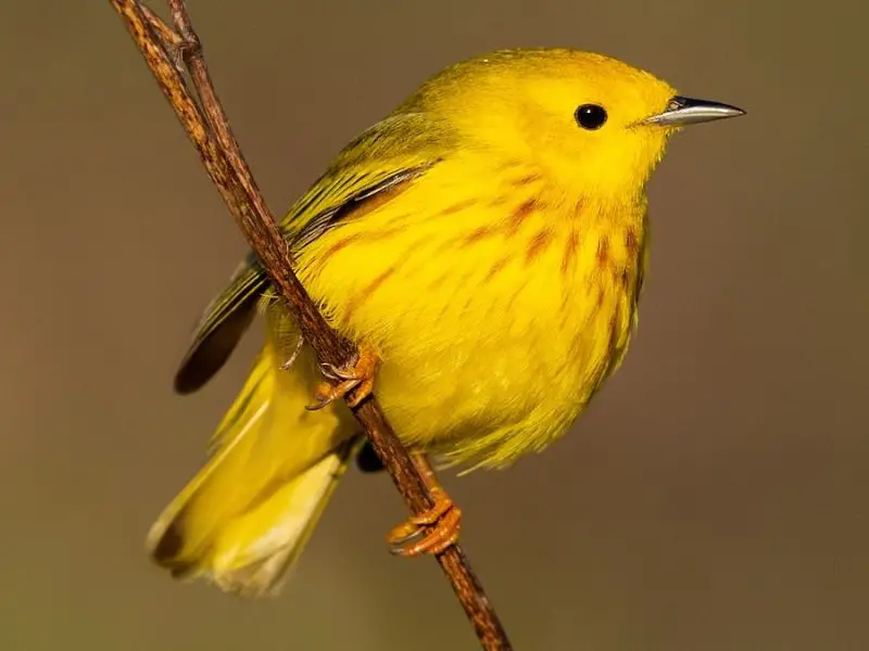 Animals That Start With Y