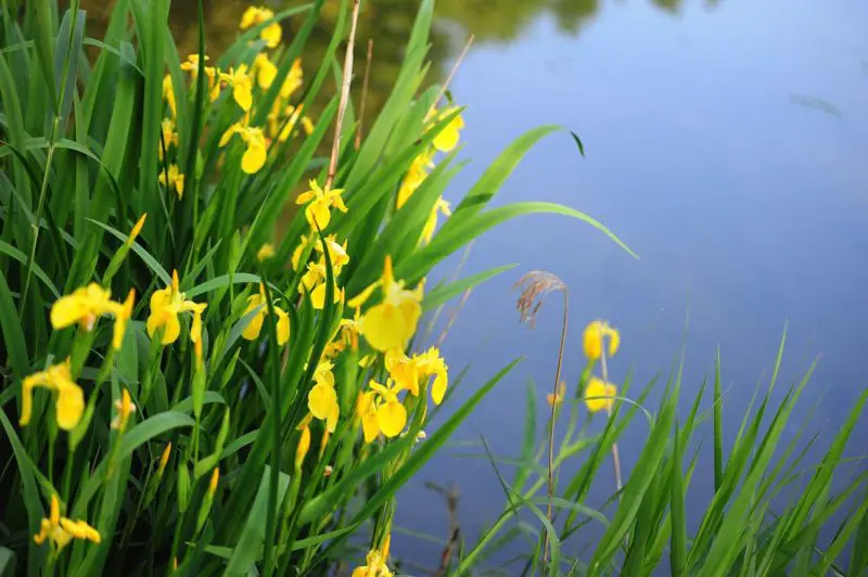 Weeds with Yellow Flowers