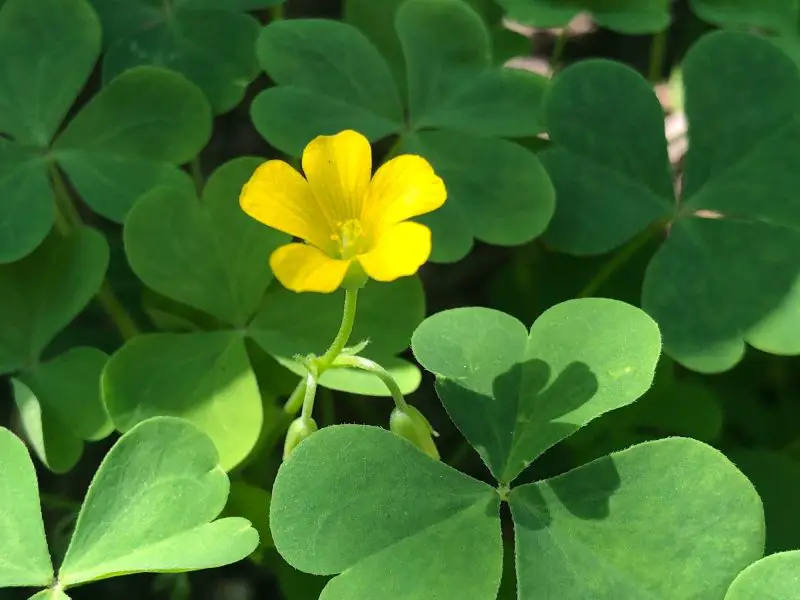 Weeds with Yellow Flowers