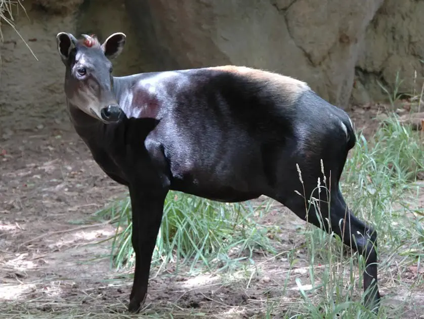Animals That Start With Y