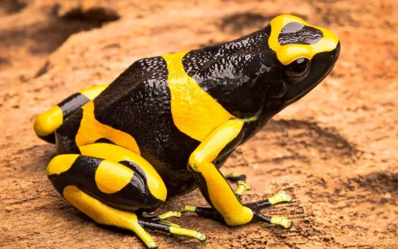 Animals That Start With Y