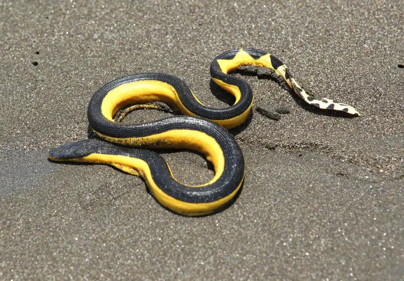 Animals That Start With Y