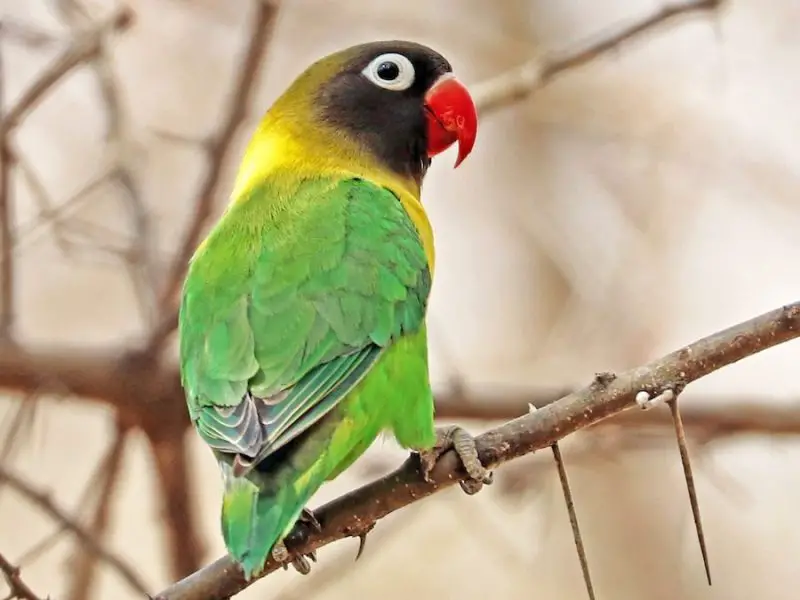 Animals That Start With Y