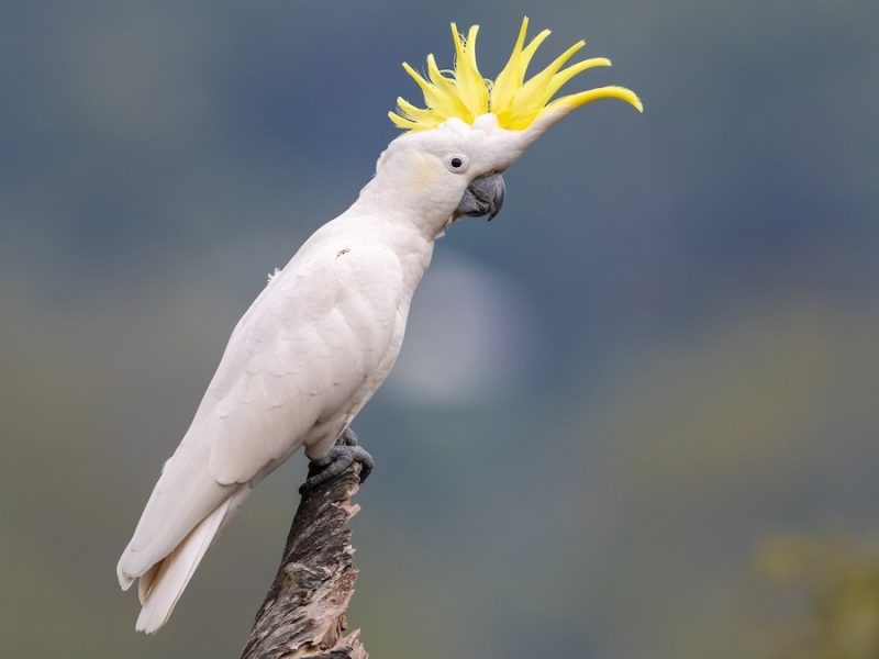 Animals That Start With Y