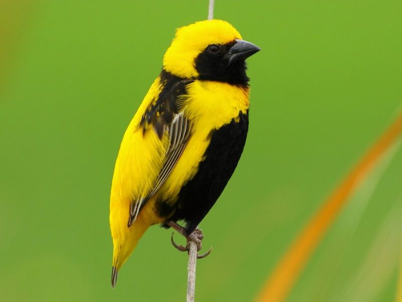 Yellow Birds With Black Wings