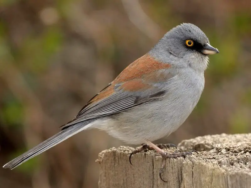 Animals That Start With Y