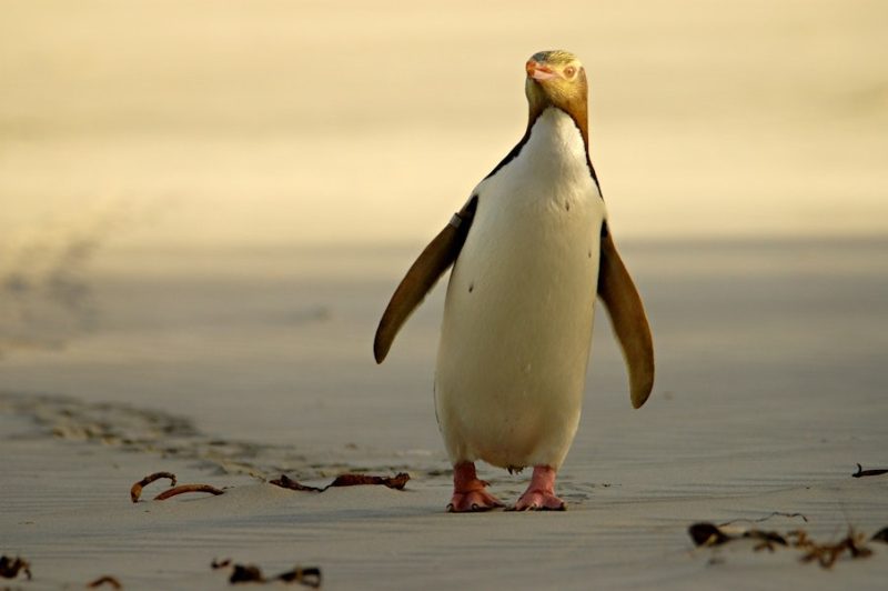Animals That Start With Y