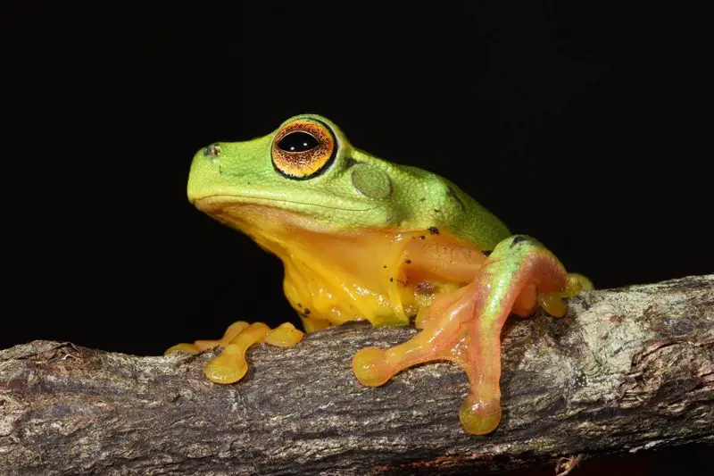 Animals That Start With Y