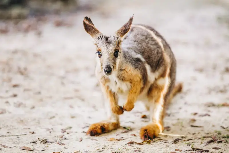 Animals That Start With Y