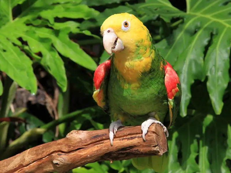 Animals That Start With Y