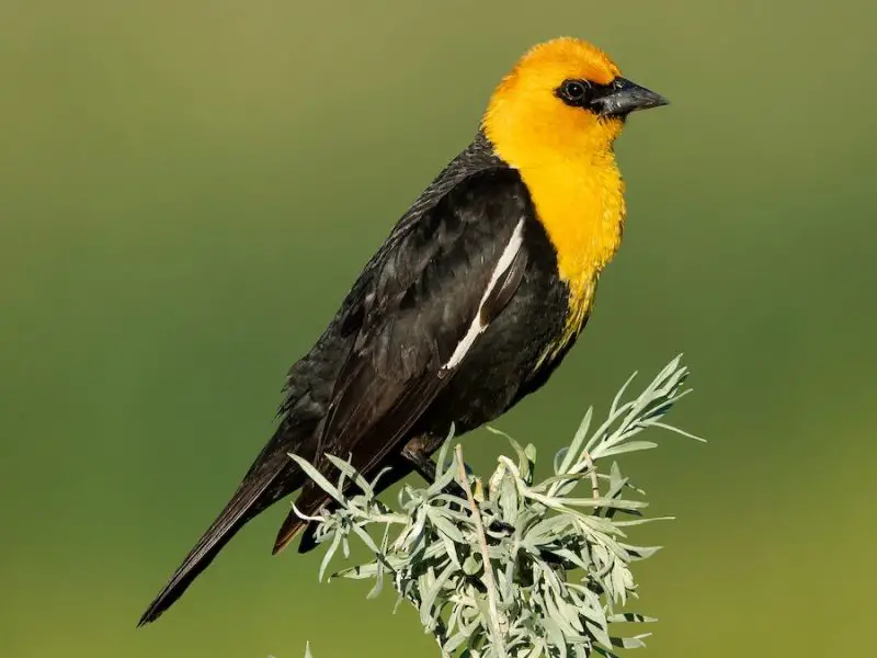 Yellow Birds With Black Wings